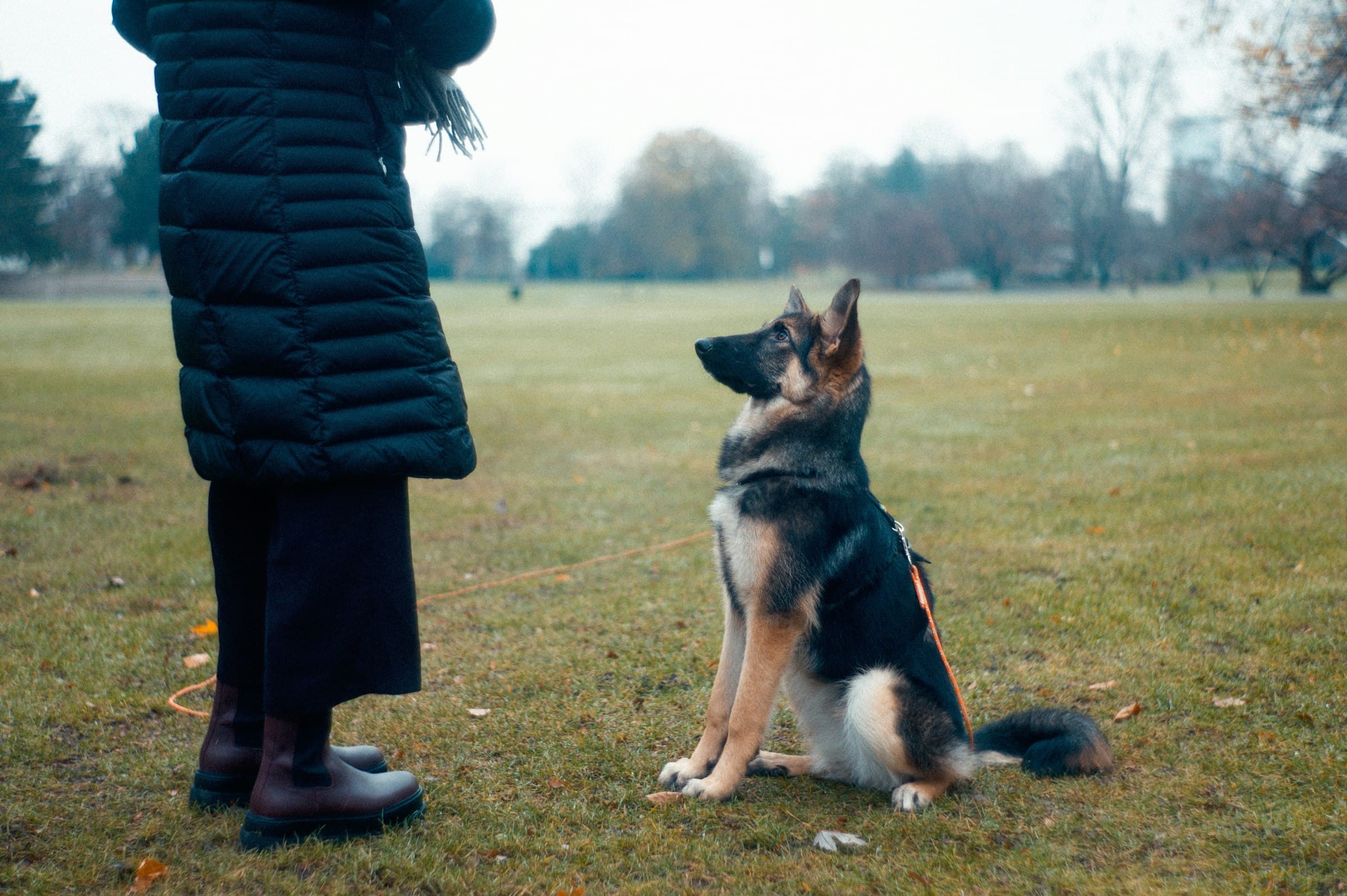 Un chien assis, attentif, tourné vers sa maîtresse dans un parc