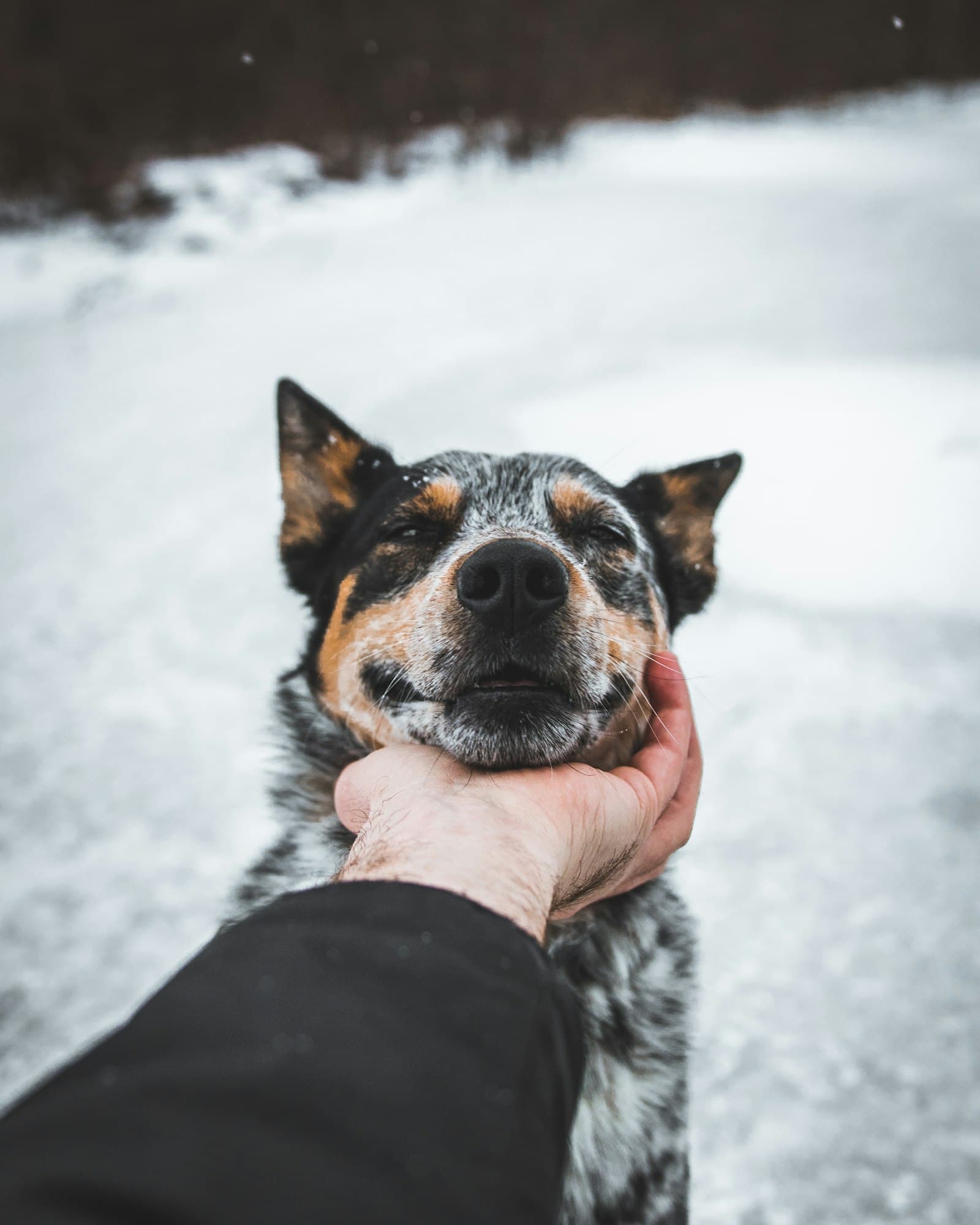 Une main posée sous le menton d’un chien calme