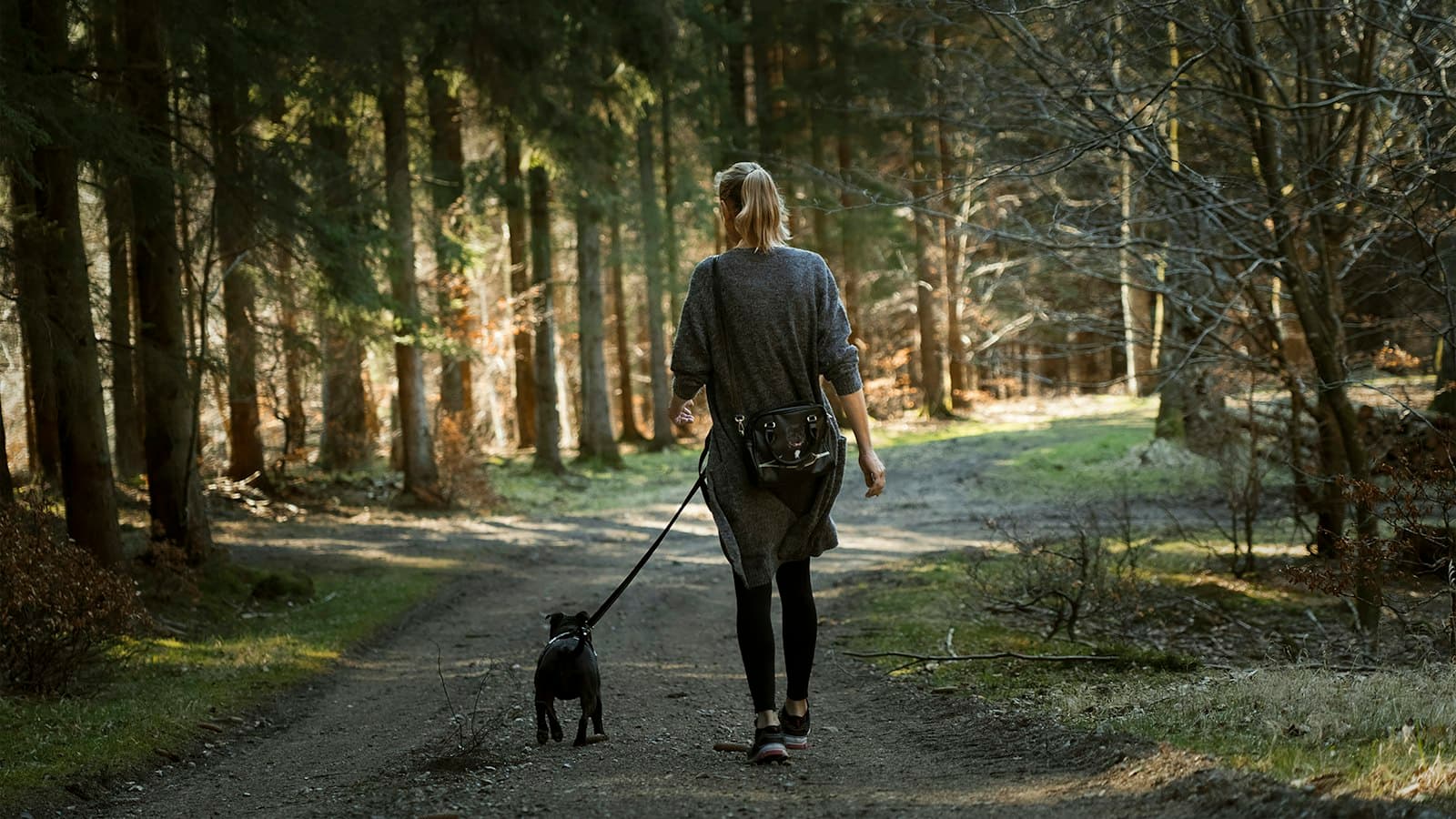 Une promenade en sous-bois, chien en laisse détendue